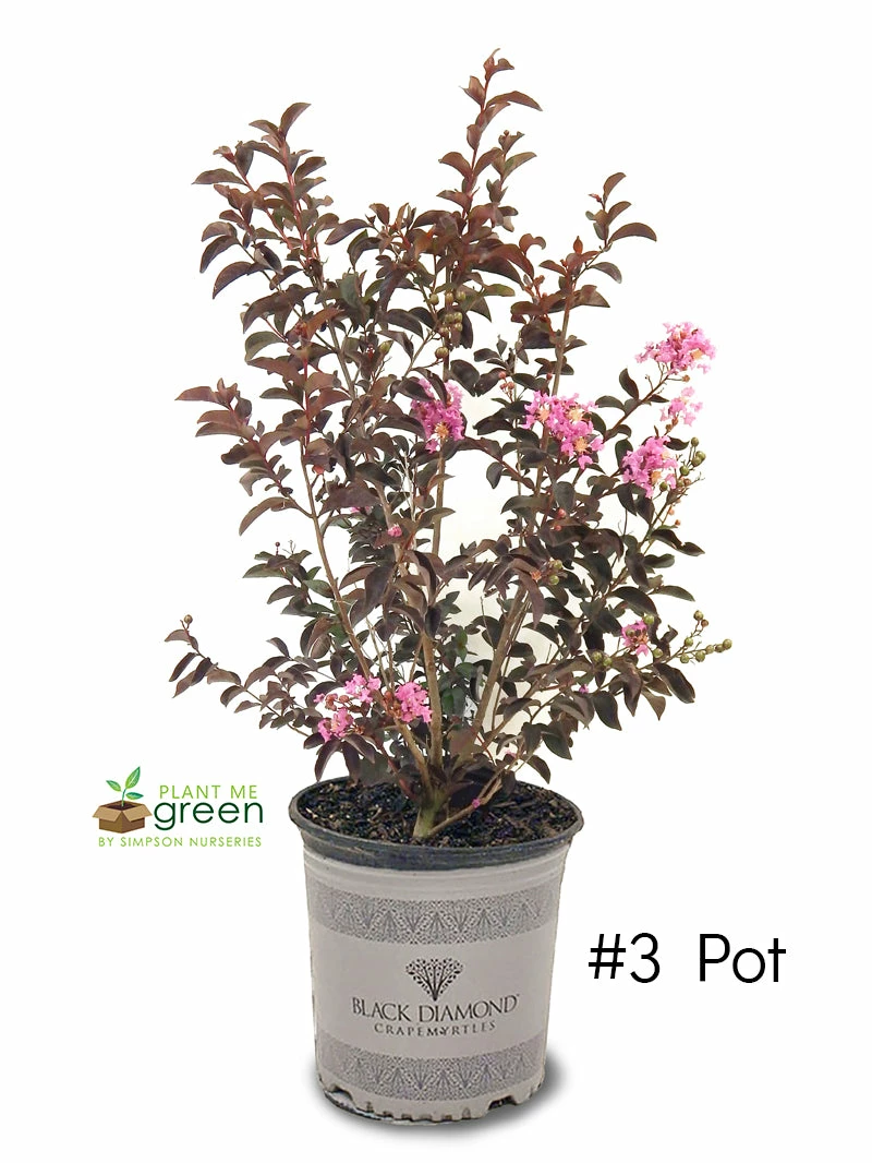 SN FLOWERING COLLECTION Crape Myrtle - Black Diamond Shell Pink