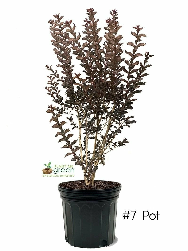 SN FLOWERING COLLECTION Crape Myrtle - Black Diamond Shell Pink