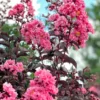 SN FLOWERING COLLECTION Crape Myrtle - Black Diamond Shell Pink
