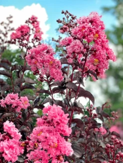 SN FLOWERING COLLECTION Crape Myrtle - Black Diamond Shell Pink