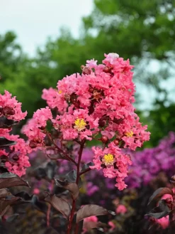 SN FLOWERING COLLECTION Crape Myrtle - Black Diamond Shell Pink