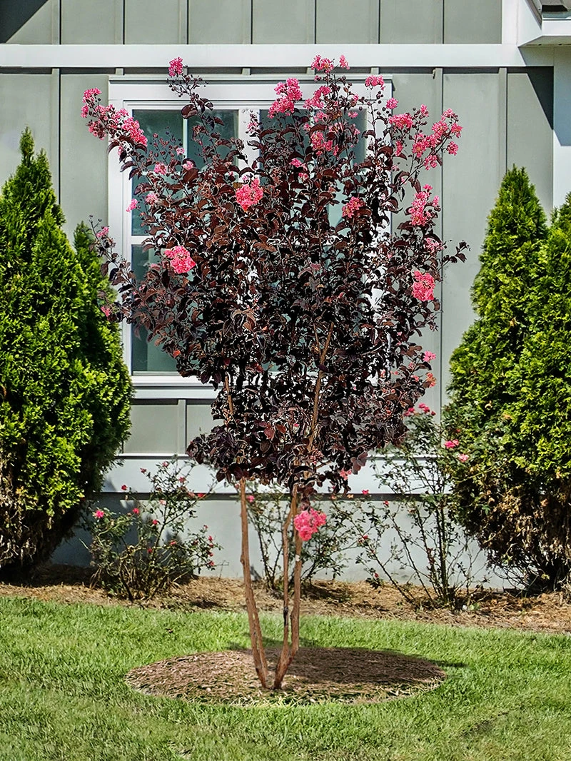 SN FLOWERING COLLECTION Crape Myrtle - Black Diamond Shell Pink