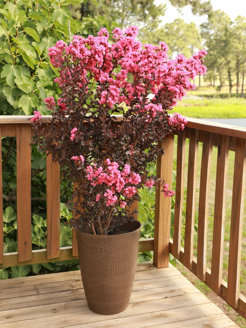 SN FLOWERING COLLECTION Crape Myrtle - Black Diamond Shell Pink
