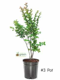 SN FLOWERING COLLECTION Crape Myrtle - Sioux