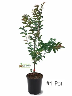 SN Crape Myrtle - Tonto FLOWERING COLLECTION