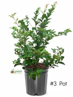 SN Crape Myrtle - Tonto FLOWERING COLLECTION