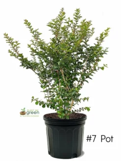 SN Crape Myrtle - Tonto FLOWERING COLLECTION