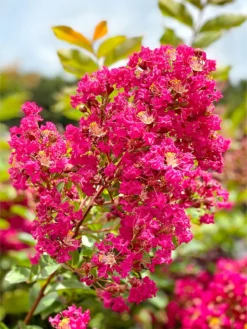 SN Crape Myrtle - Tonto FLOWERING COLLECTION