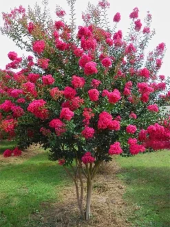 SN Crape Myrtle - Tonto FLOWERING COLLECTION