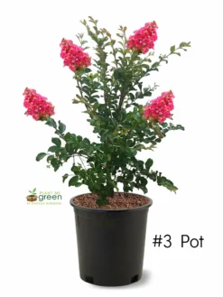 SN FLOWERING COLLECTION Crape Myrtle - Tuscarora