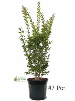 SN FLOWERING COLLECTION Crape Myrtle - Tuscarora