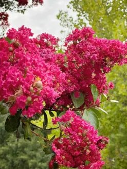 SN FLOWERING COLLECTION Crape Myrtle - Tuscarora