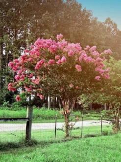 SN FLOWERING COLLECTION Crape Myrtle - Tuscarora