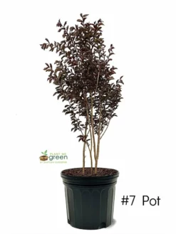 SN Crape Myrtle - First Editions® Twilight Magic™ FLOWERING COLLECTION