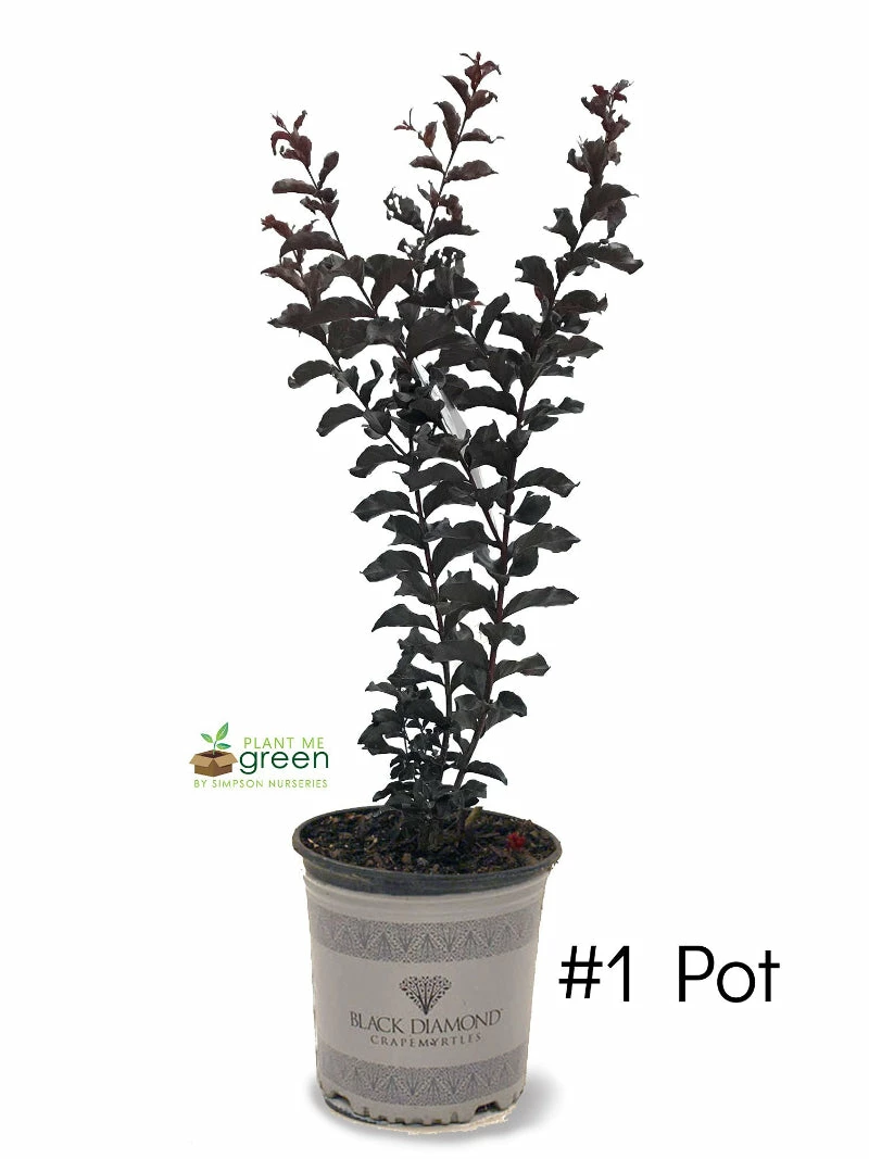 SN Crape Myrtle - Black Diamond Crimson Red FLOWERING COLLECTION