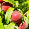 SN FRUIT COLLECTION Peach Trees - Crimson Lady
