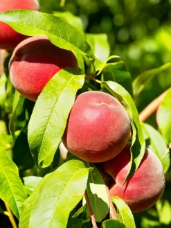 SN FRUIT COLLECTION Peach Trees - Crimson Lady