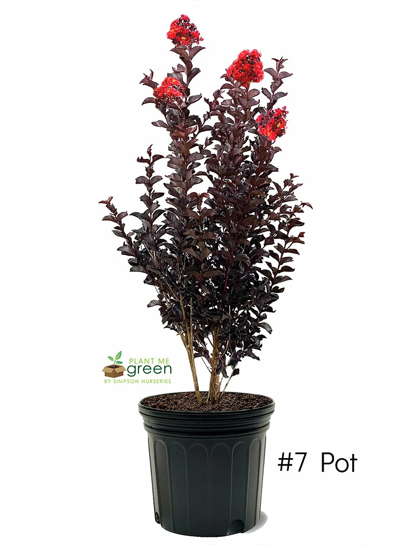 SN Crape Myrtle - Black Diamond Crimson Red FLOWERING COLLECTION