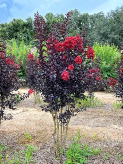 SN Crape Myrtle - Black Diamond Crimson Red FLOWERING COLLECTION