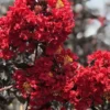 SN Crape Myrtle - Black Diamond Crimson Red FLOWERING COLLECTION