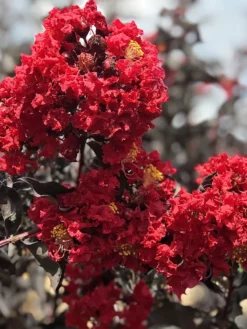 SN Crape Myrtle - Black Diamond Crimson Red FLOWERING COLLECTION