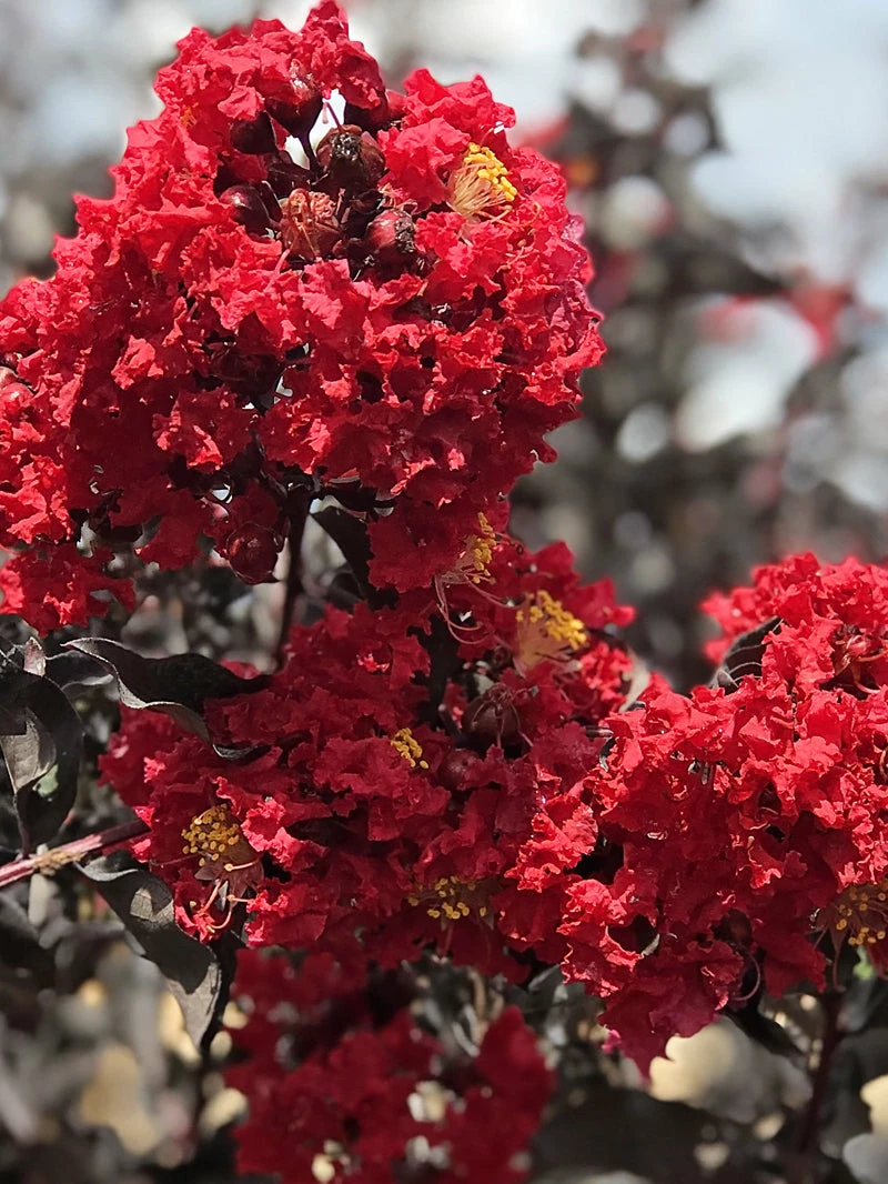 SN Crape Myrtle - Black Diamond Crimson Red FLOWERING COLLECTION