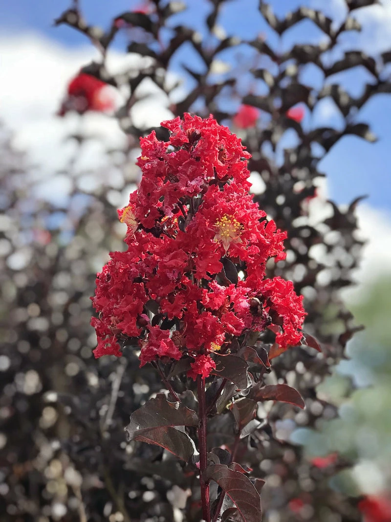 SN Crape Myrtle - Black Diamond Crimson Red FLOWERING COLLECTION