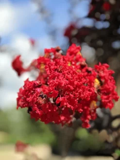 SN Crape Myrtle - Black Diamond Crimson Red FLOWERING COLLECTION