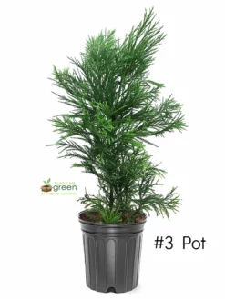 SN Cryptomeria - Yoshino EVERGREEN COLLECTION