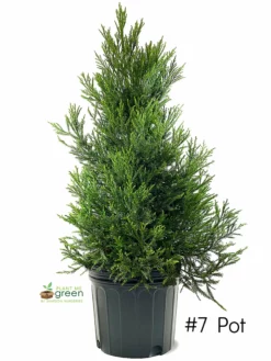 SN Cryptomeria - Yoshino EVERGREEN COLLECTION