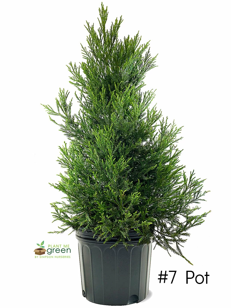 SN Cryptomeria - Yoshino EVERGREEN COLLECTION