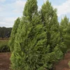 SN Cryptomeria - Yoshino EVERGREEN COLLECTION