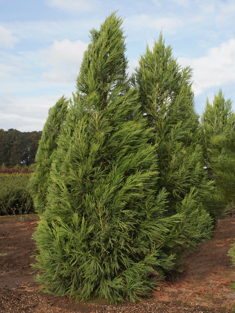 SN Cryptomeria - Yoshino EVERGREEN COLLECTION