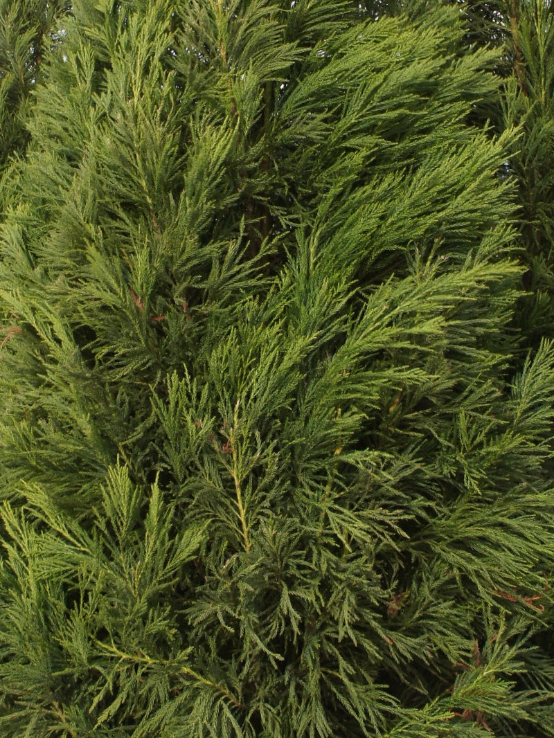 SN Cryptomeria - Yoshino EVERGREEN COLLECTION
