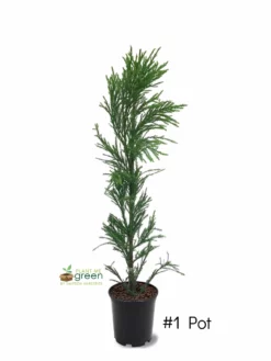 SN Cryptomeria - Radicans