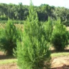 SN Cryptomeria - Radicans