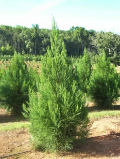 SN Cryptomeria - Radicans