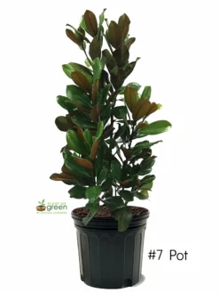 SN FLOWERING COLLECTION Magnolia - D. D. Blanchard (Southern)