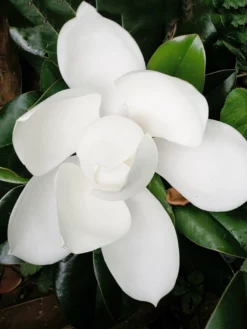 SN FLOWERING COLLECTION Magnolia - D. D. Blanchard (Southern)