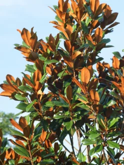 SN FLOWERING COLLECTION Magnolia - D. D. Blanchard (Southern)