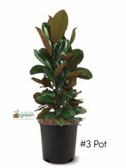 SN FLOWERING COLLECTION Magnolia - D. D. Blanchard (Southern)