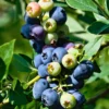 SN Blueberries Blueberry - DeSoto (Rabbit Eye)