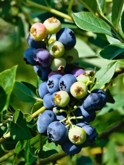 SN Blueberries Blueberry - DeSoto (Rabbit Eye)
