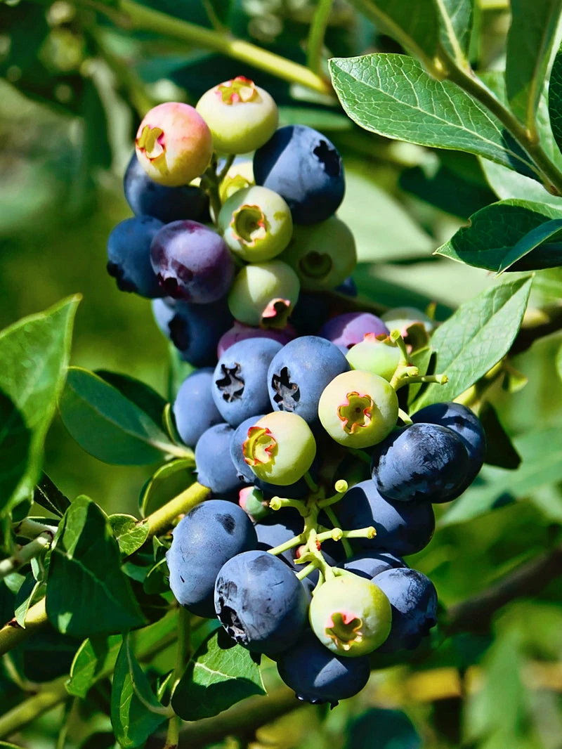 SN Blueberries Blueberry - DeSoto (Rabbit Eye)