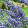 Plant Me Green Vitex - First Editions® Delta Blues™ Other Flowering Plants