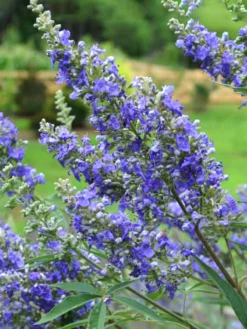 Plant Me Green Vitex - First Editions® Delta Blues™ Other Flowering Plants