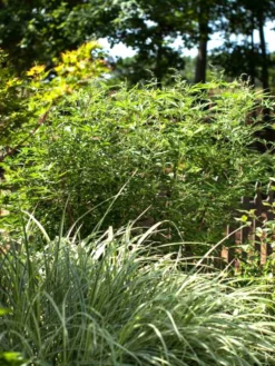 Plant Me Green Vitex - First Editions® Delta Blues™ Other Flowering Plants