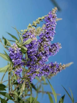 Plant Me Green Vitex - First Editions® Delta Blues™ Other Flowering Plants