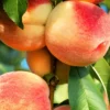 SN FRUIT COLLECTION Peach Trees - Dixieland