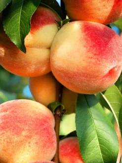 SN FRUIT COLLECTION Peach Trees - Dixieland